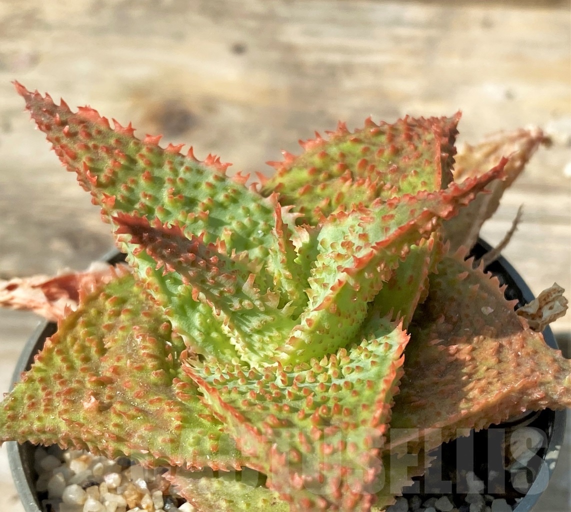 SHPR12558 Aloe hybrid - Image 3