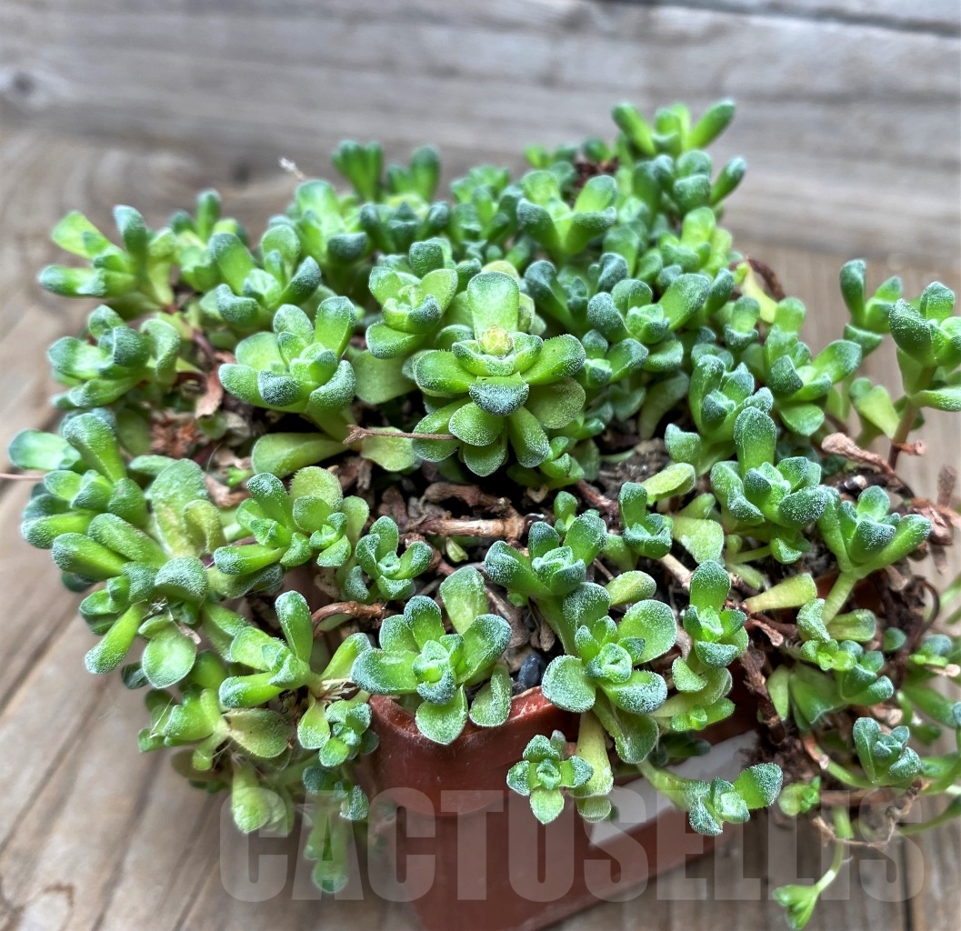 SHPR15107 Crassula 'Fernwood' - Image 2