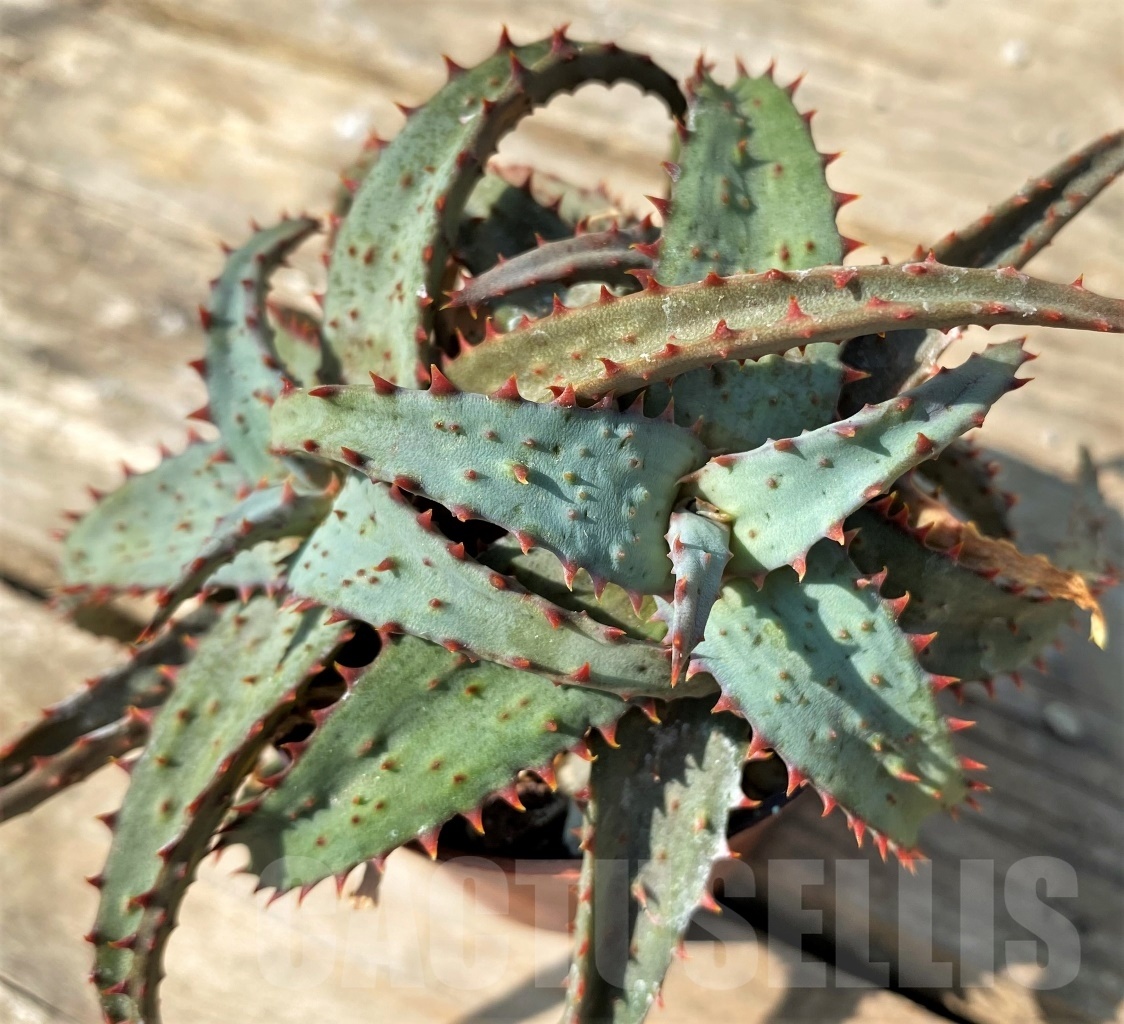 SHPR12559 Aloe hybrid