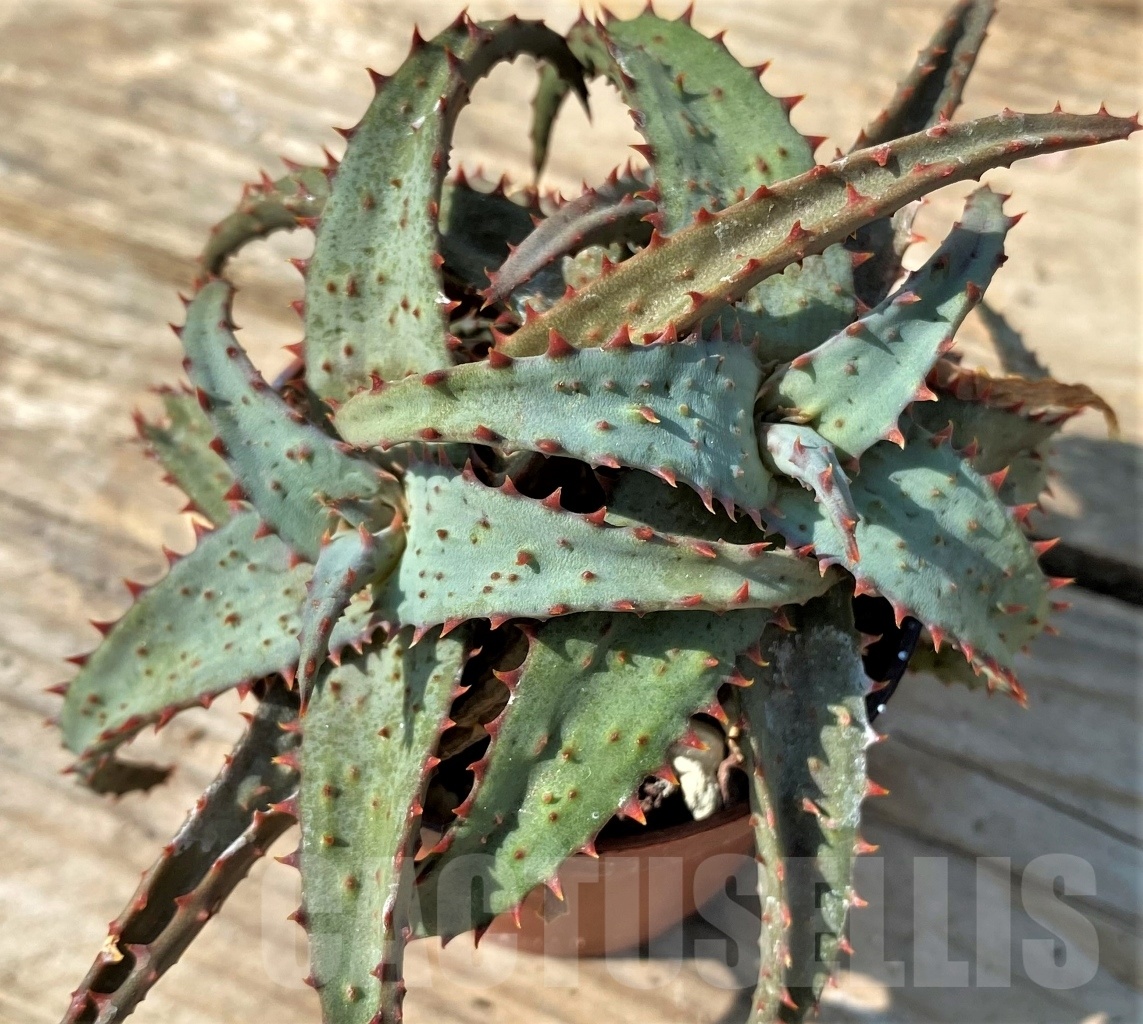 SHPR12559 Aloe hybrid - Image 2