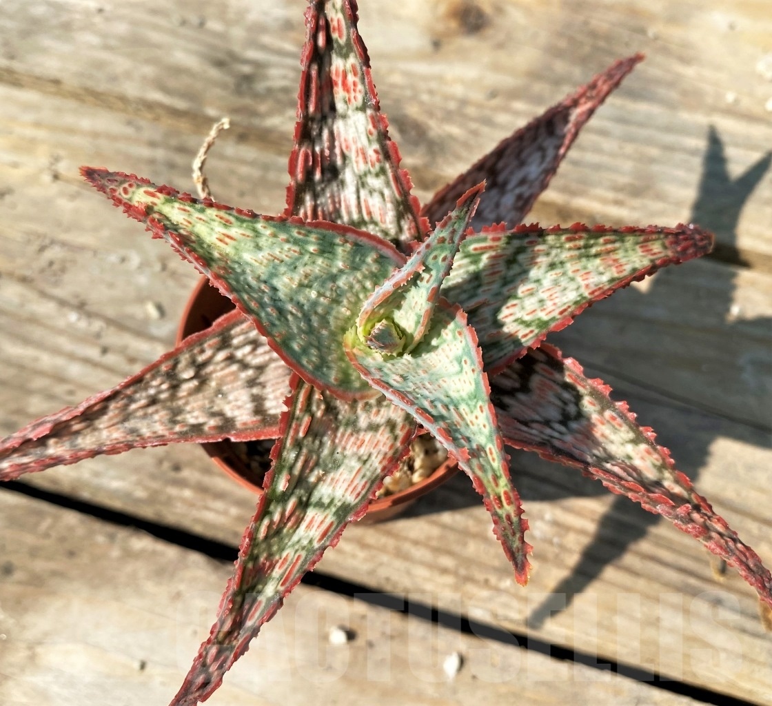 SHPR12560 Aloe hybrid - immagine 2