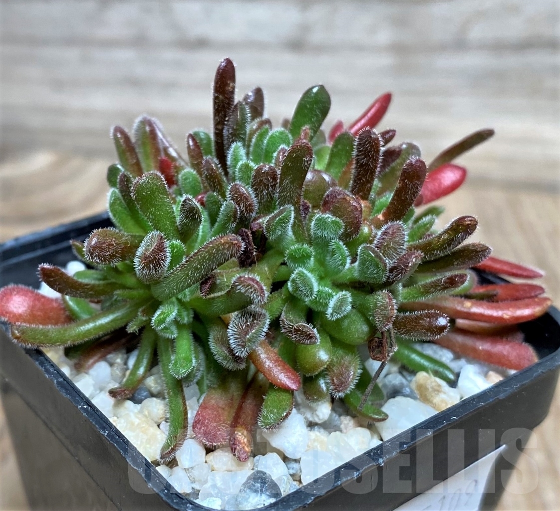 SHPR15109 Crassula plegmatoides