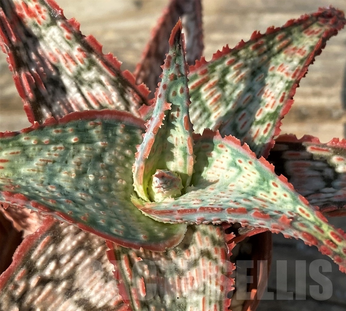 SHPR12560 Aloe hybrid
