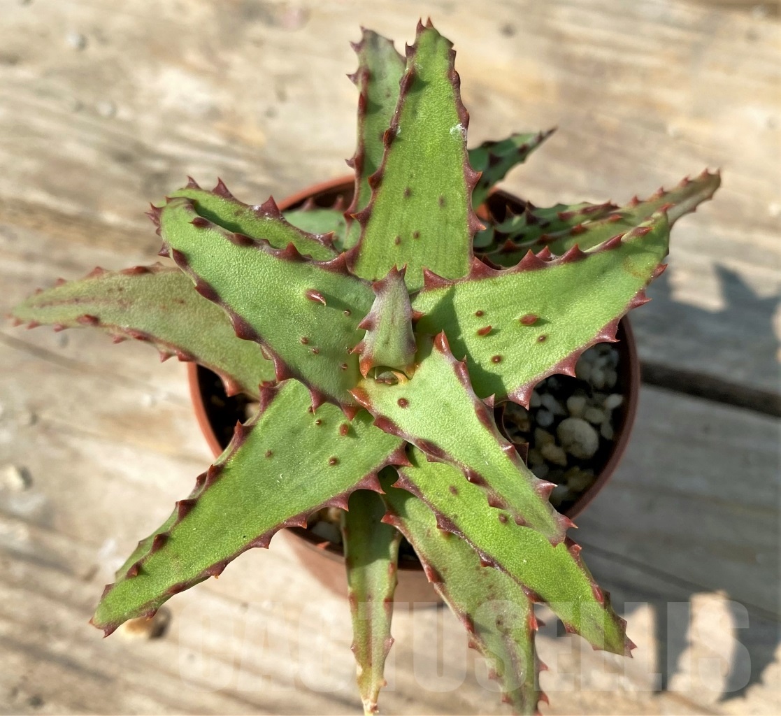 SHPR12561 Aloe castilloniae - Imagen 2