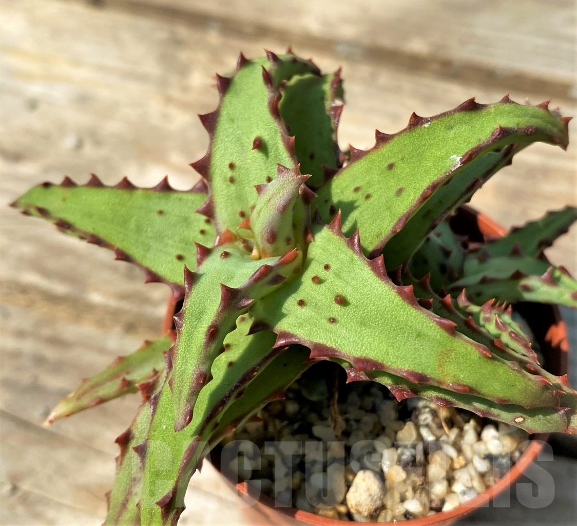 SHPR12561 Aloe castilloniae