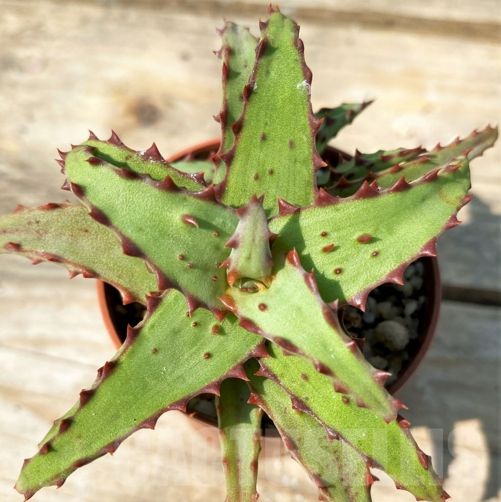 SHPR12561 Aloe castilloniae - Imagen 3