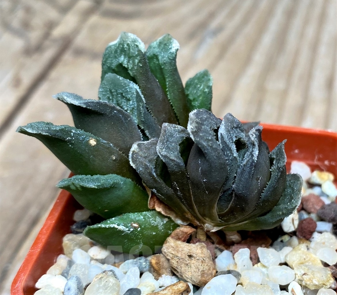 SHPR15111 Haworthia truncata hybrid - 画像 (2)