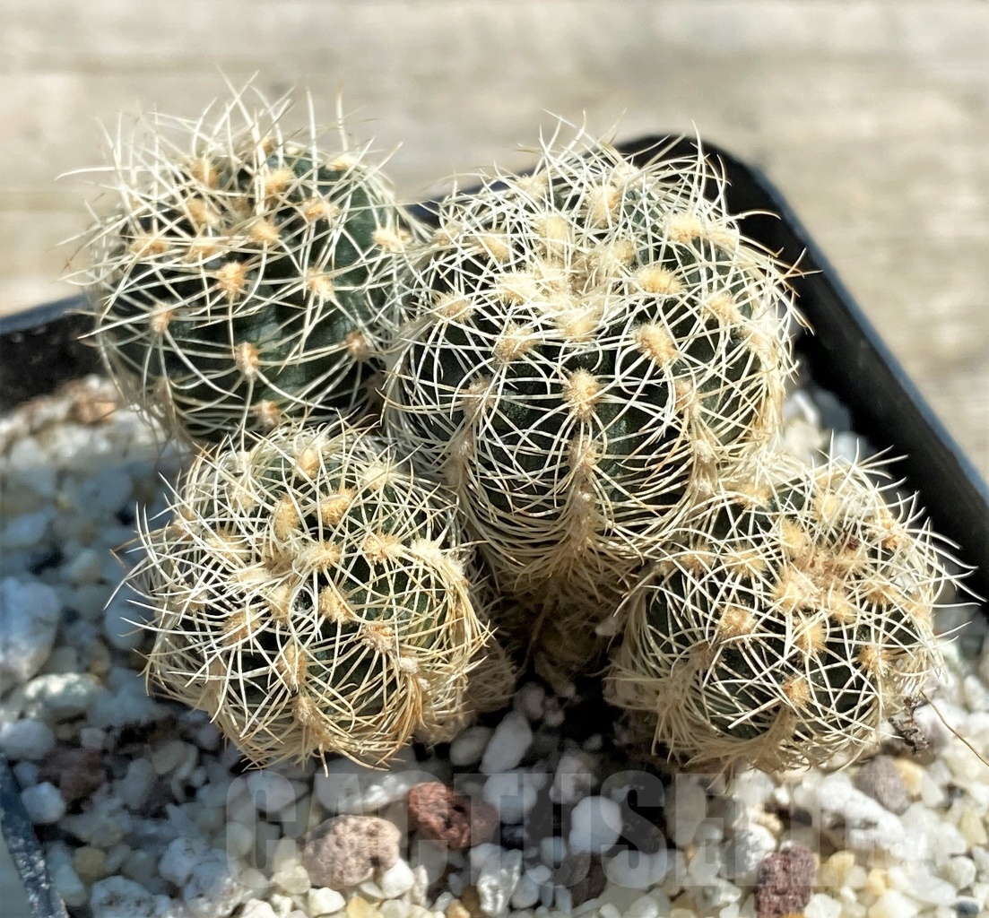 SHPR12563 Gymnocalycium bruchii