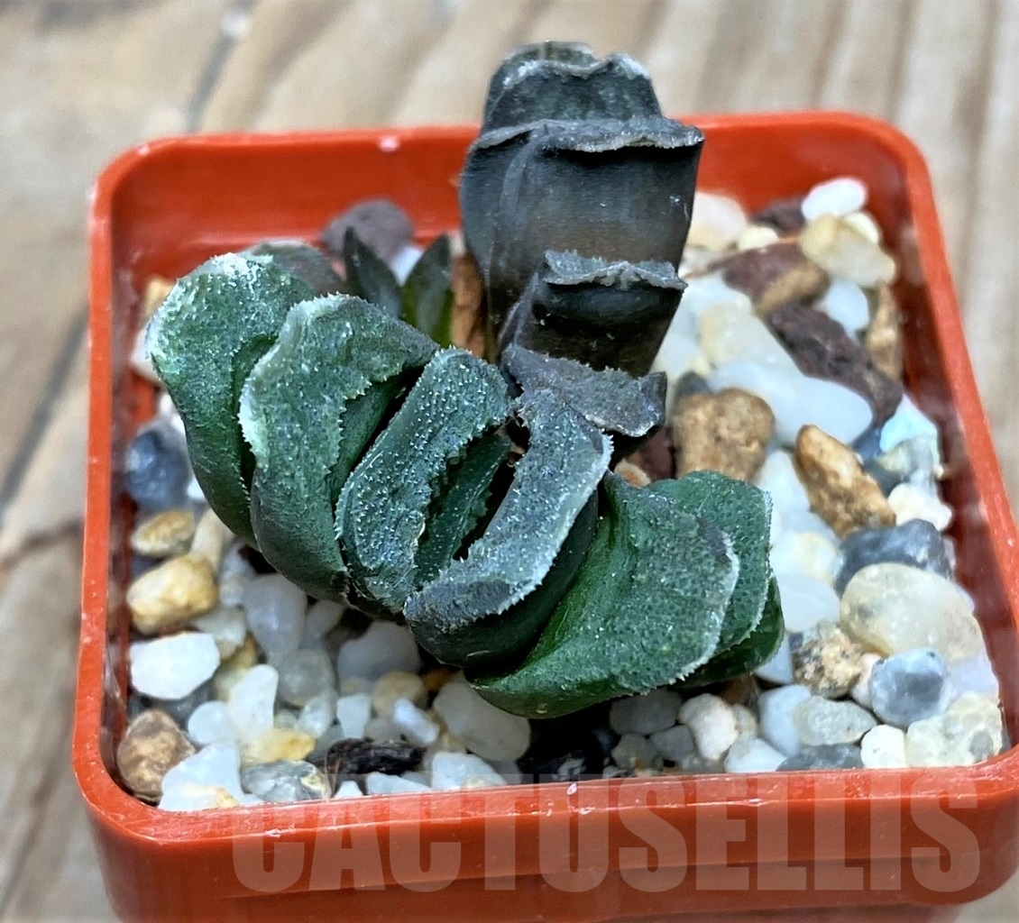 SHPR15111 Haworthia truncata hybrid