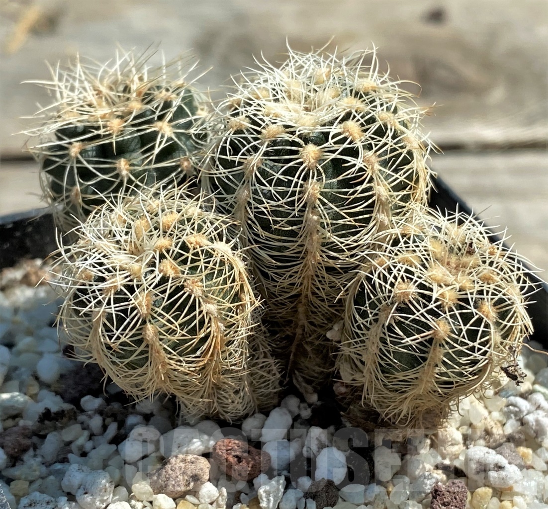 SHPR12563 Gymnocalycium bruchii - Зображення 2