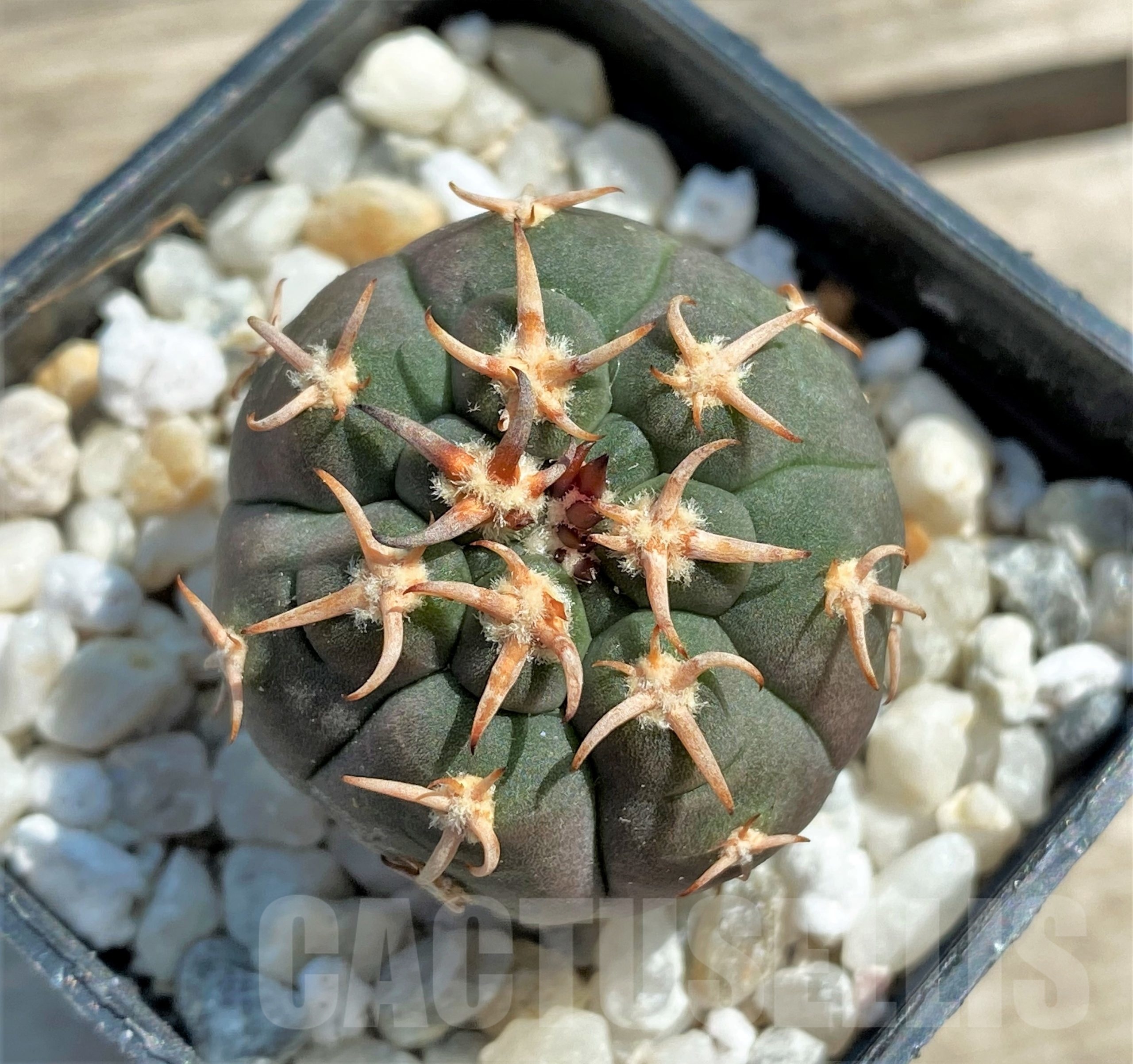 SHPR12565 Gymnocalycium spegazzinii v. unguispinum