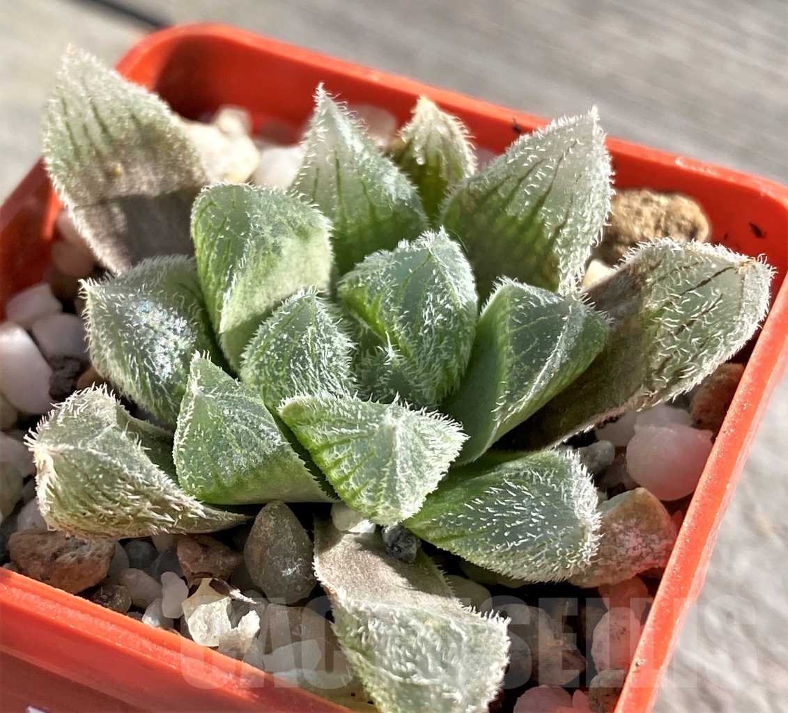 SHPR15112 Haworthia cooperi v. venusta