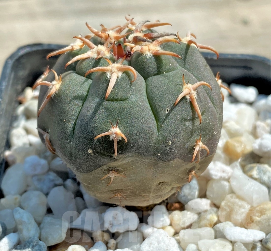 SHPR12565 Gymnocalycium spegazzinii v. unguispinum - Imagen 2