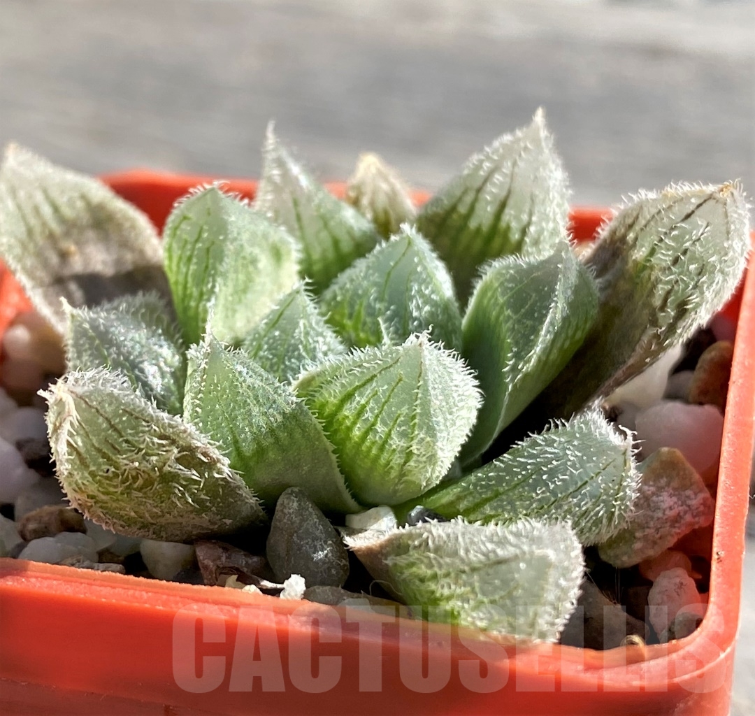 SHPR15112 Haworthia cooperi v. venusta - 画像 (2)
