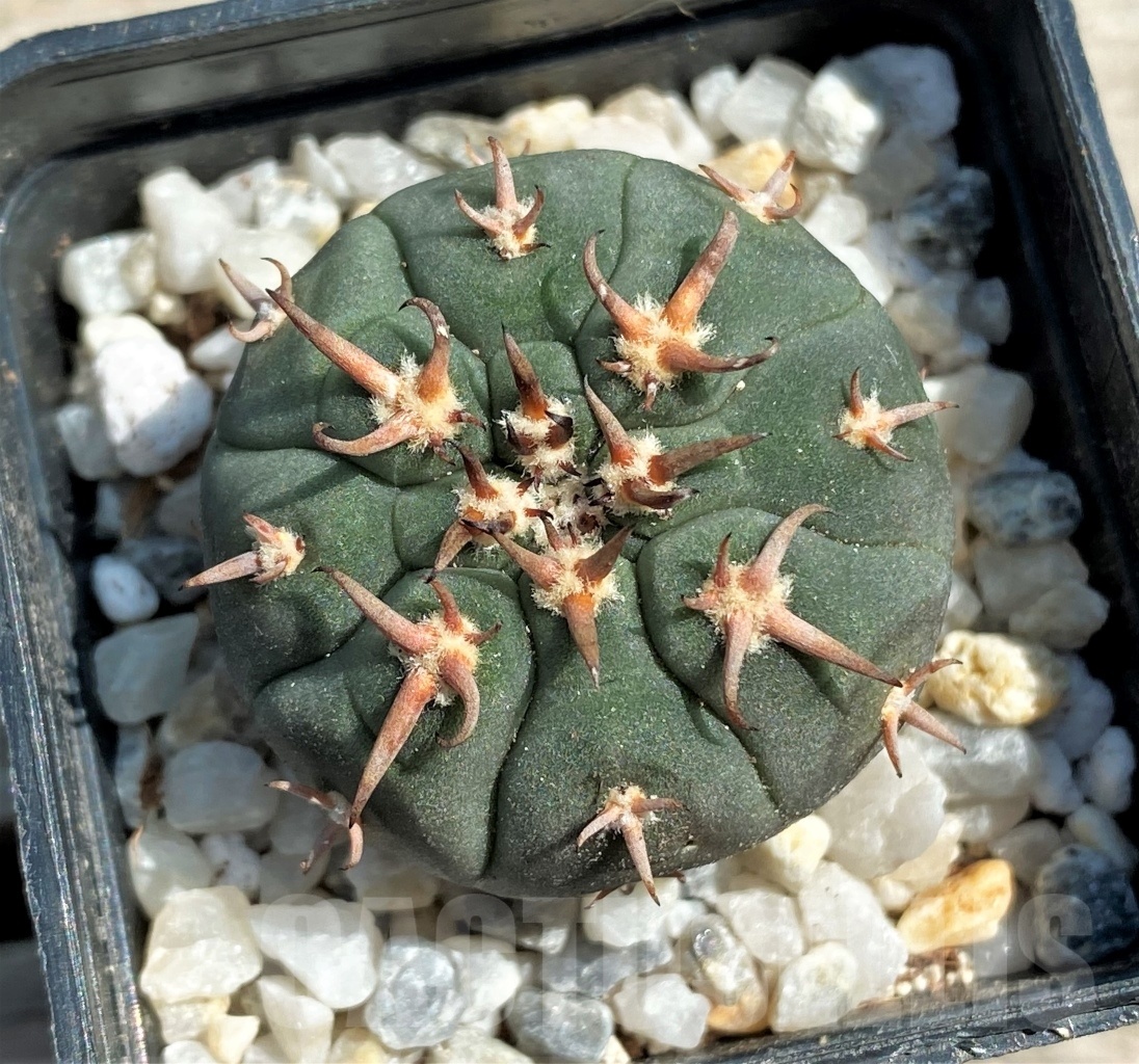 SHPR12566 Gymnocalycium spegazzinii v. unguispinum