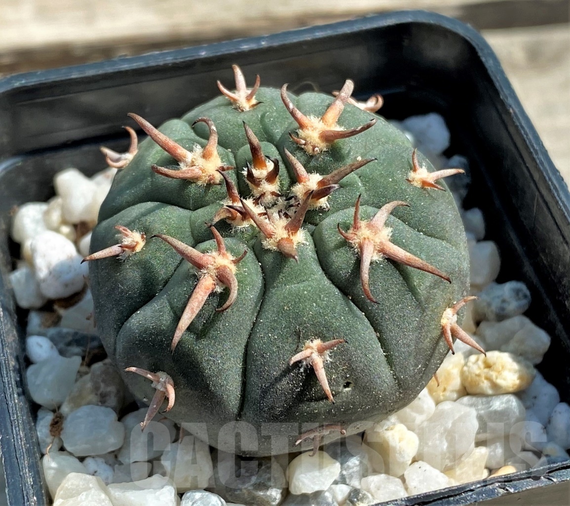 SHPR12566 Gymnocalycium spegazzinii v. unguispinum - Image 2