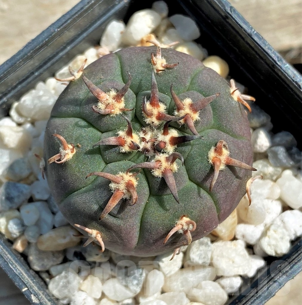 SHPR12567 Gymnocalycium spegazzinii v. unguispinum