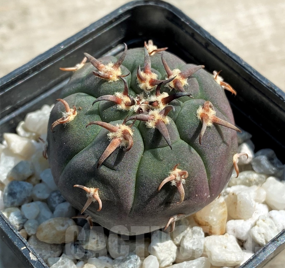 SHPR12567 Gymnocalycium spegazzinii v. unguispinum - Image 2