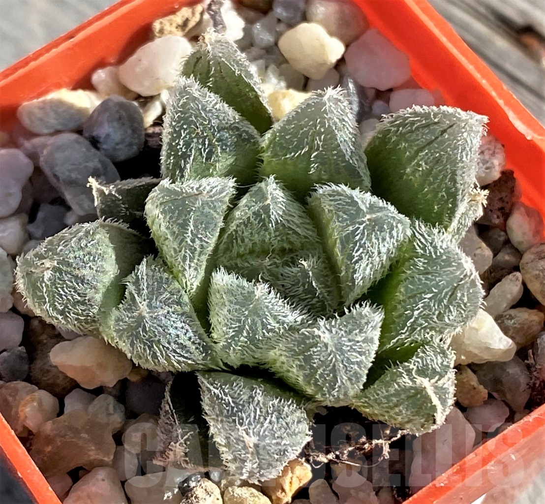 SHPR15114 Haworthia cooperi v. venusta - Image 2