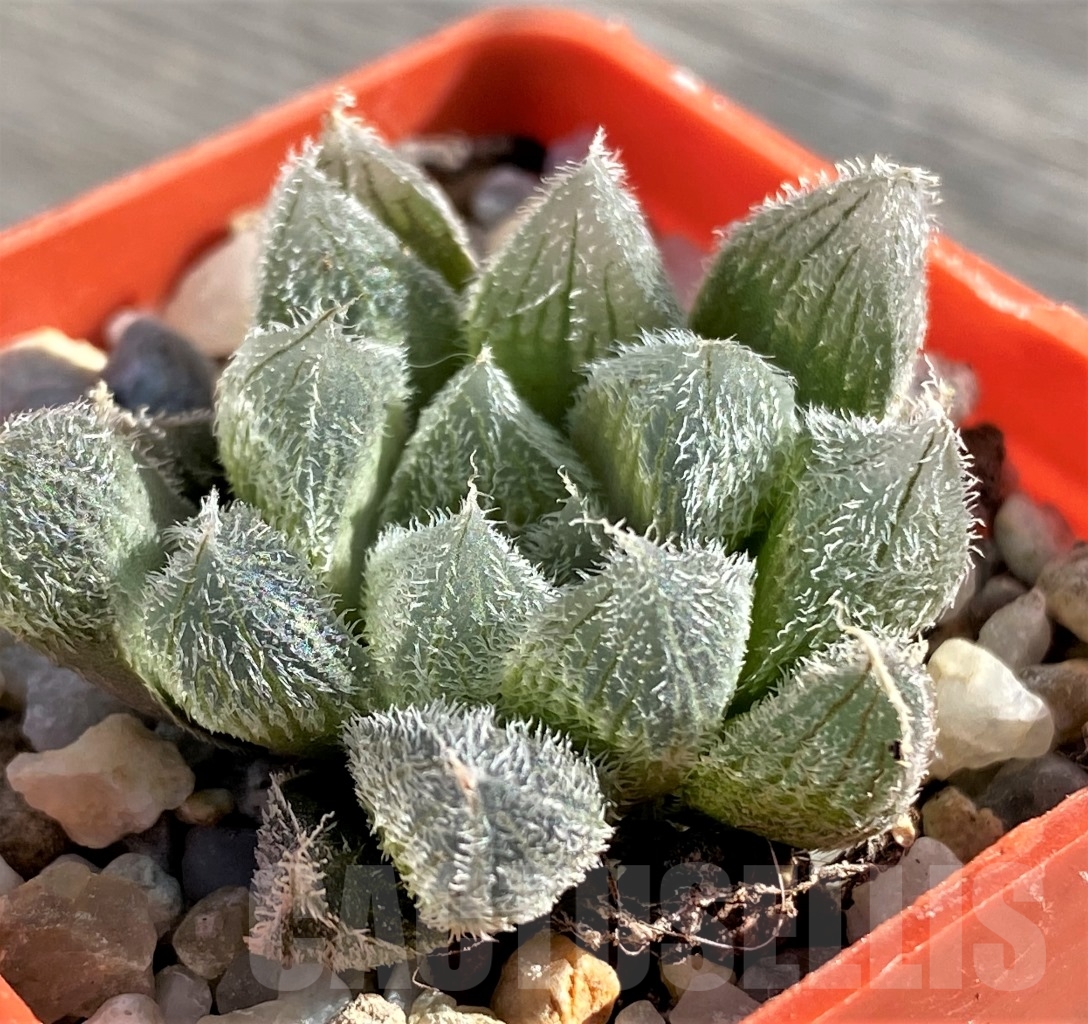 SHPR15114 Haworthia cooperi v. venusta