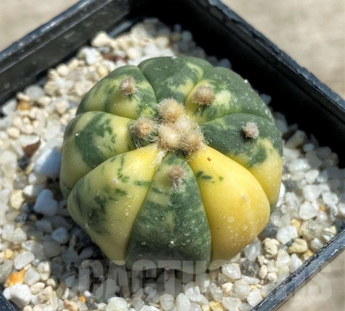 SHPR12569 Astrophytum asterias f. variegatum - Image 2