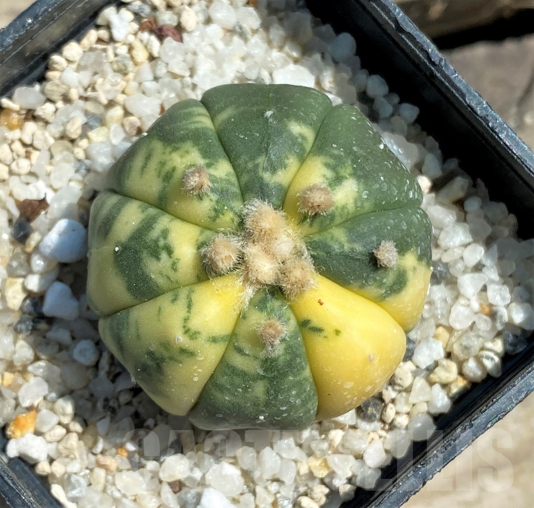 SHPR12569 Astrophytum asterias f. variegatum