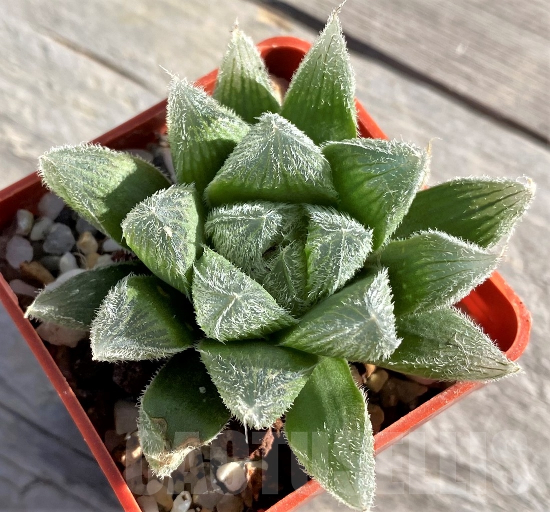 SHPR15115 Haworthia cooperi v. venusta - Image 2