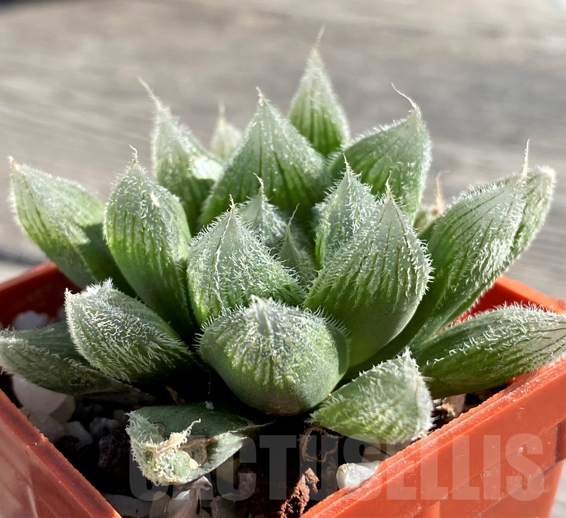 SHPR15115 Haworthia cooperi v. venusta - Image 3