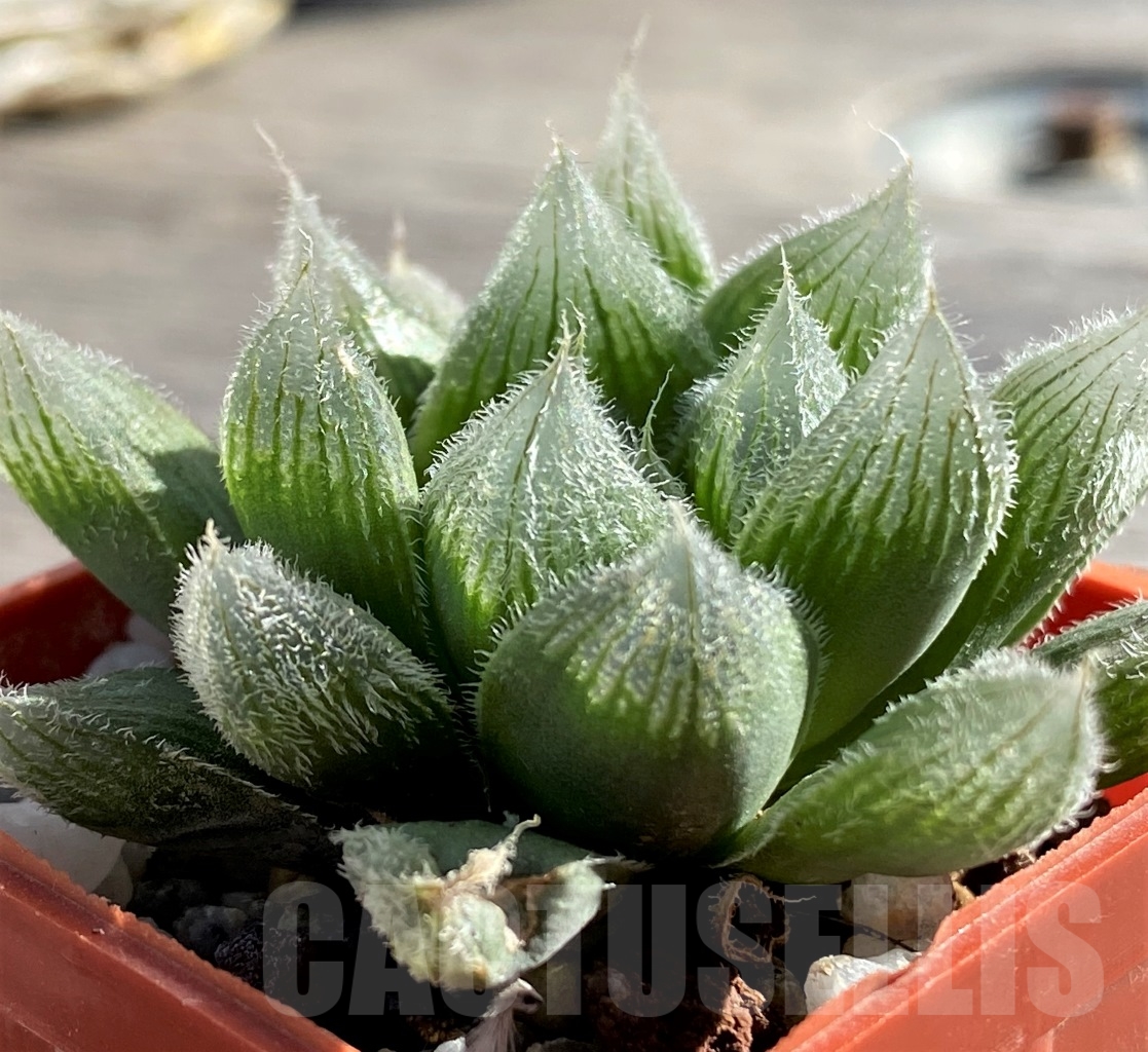 SHPR15115 Haworthia cooperi v. venusta
