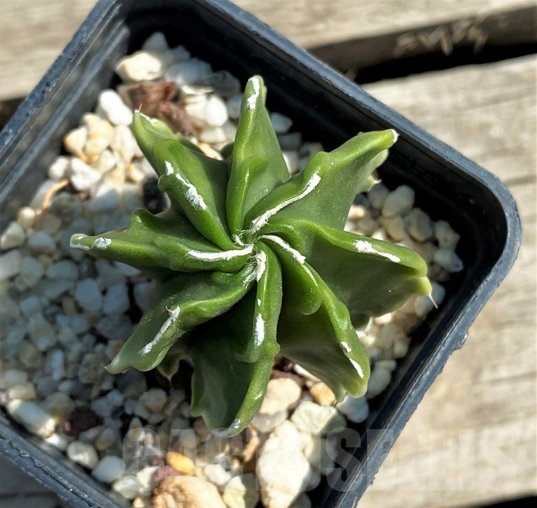 SHPR12572 Astrophytum myriostigma hybrid f. variegata ?
