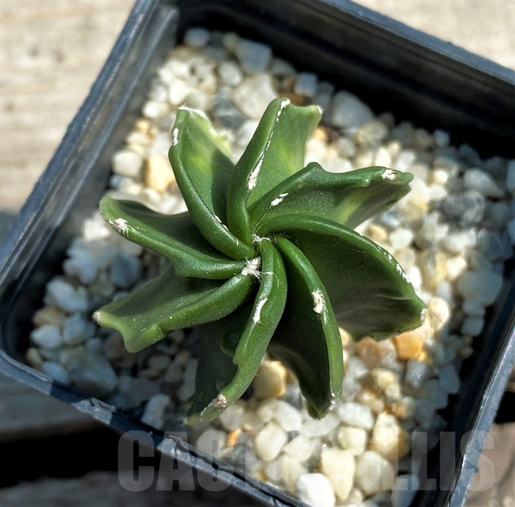 SHPR12573 Astrophytum myriostigma hybrid f. variegata ?