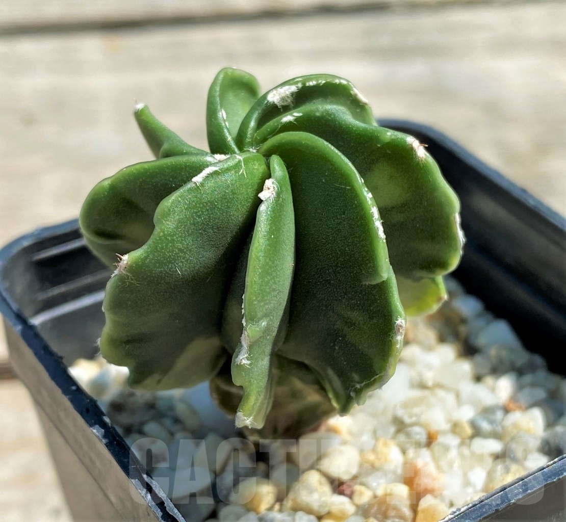 SHPR12573 Astrophytum myriostigma hybrid f. variegata ? - immagine 2