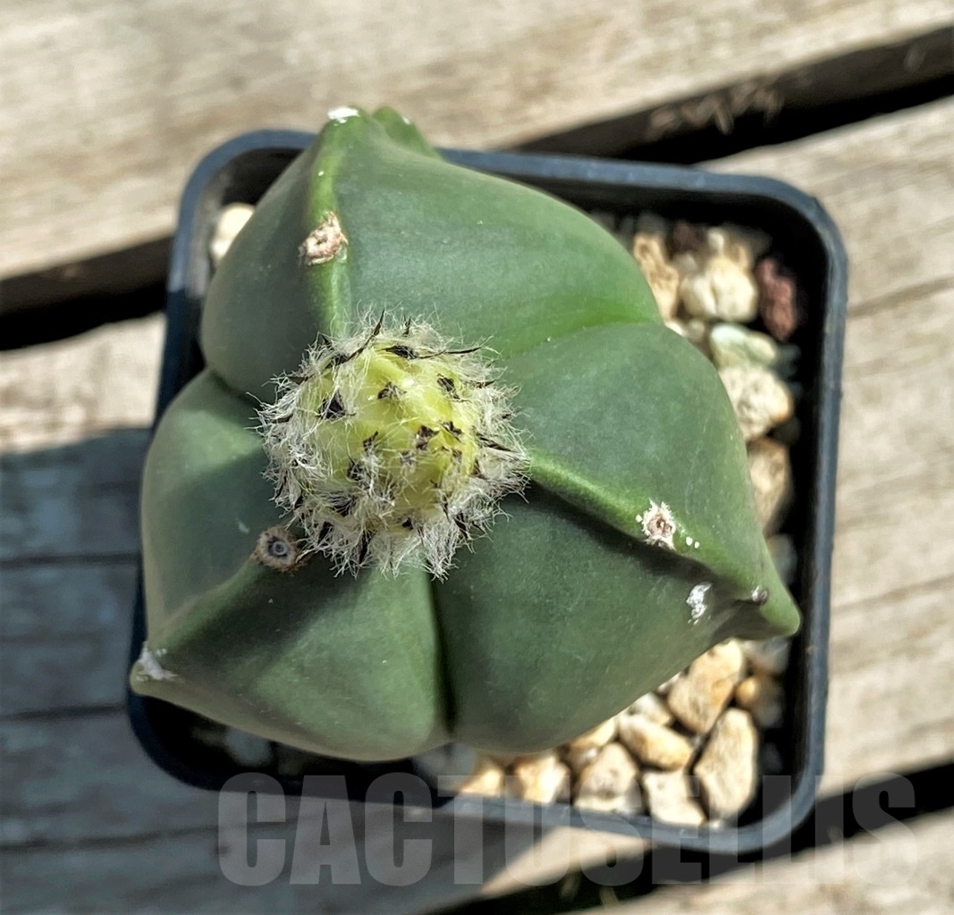 SHPR12574 Astrophytum myriostigma v. tricostatum f. nudum