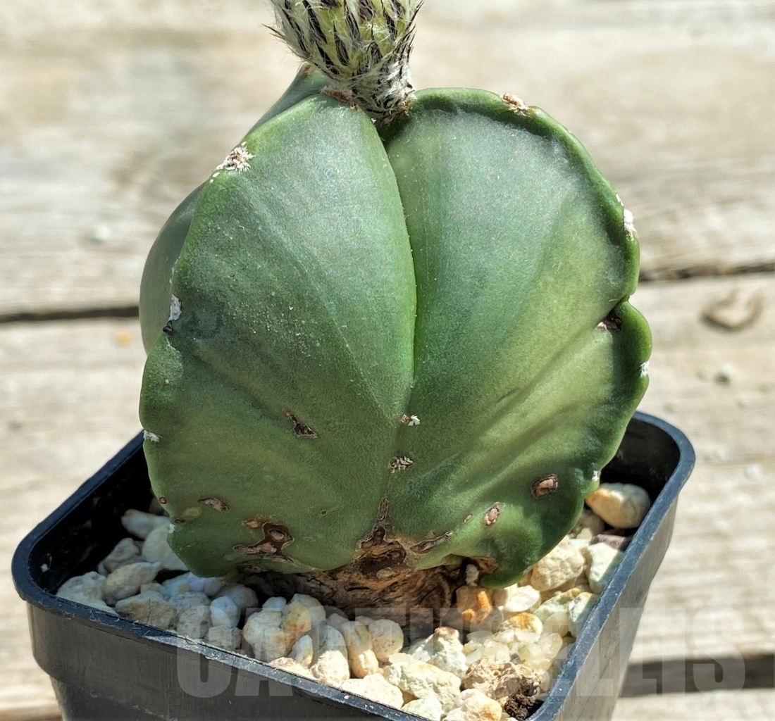 SHPR12574 Astrophytum myriostigma v. tricostatum f. nudum - Image 2
