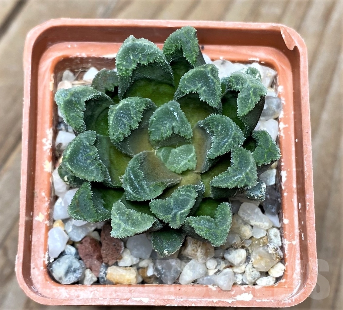 SHPR15117 Haworthia maughanii x schultiana x retusa