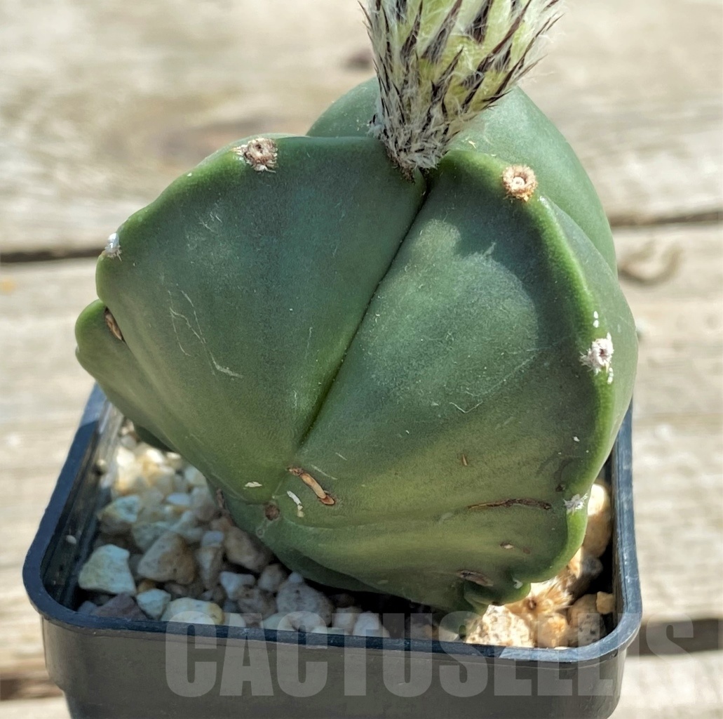 SHPR12574 Astrophytum myriostigma v. tricostatum f. nudum - Image 3