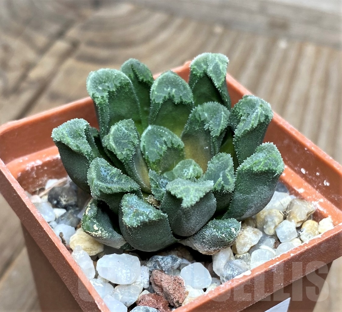 SHPR15117 Haworthia maughanii x schultiana x retusa - Image 2