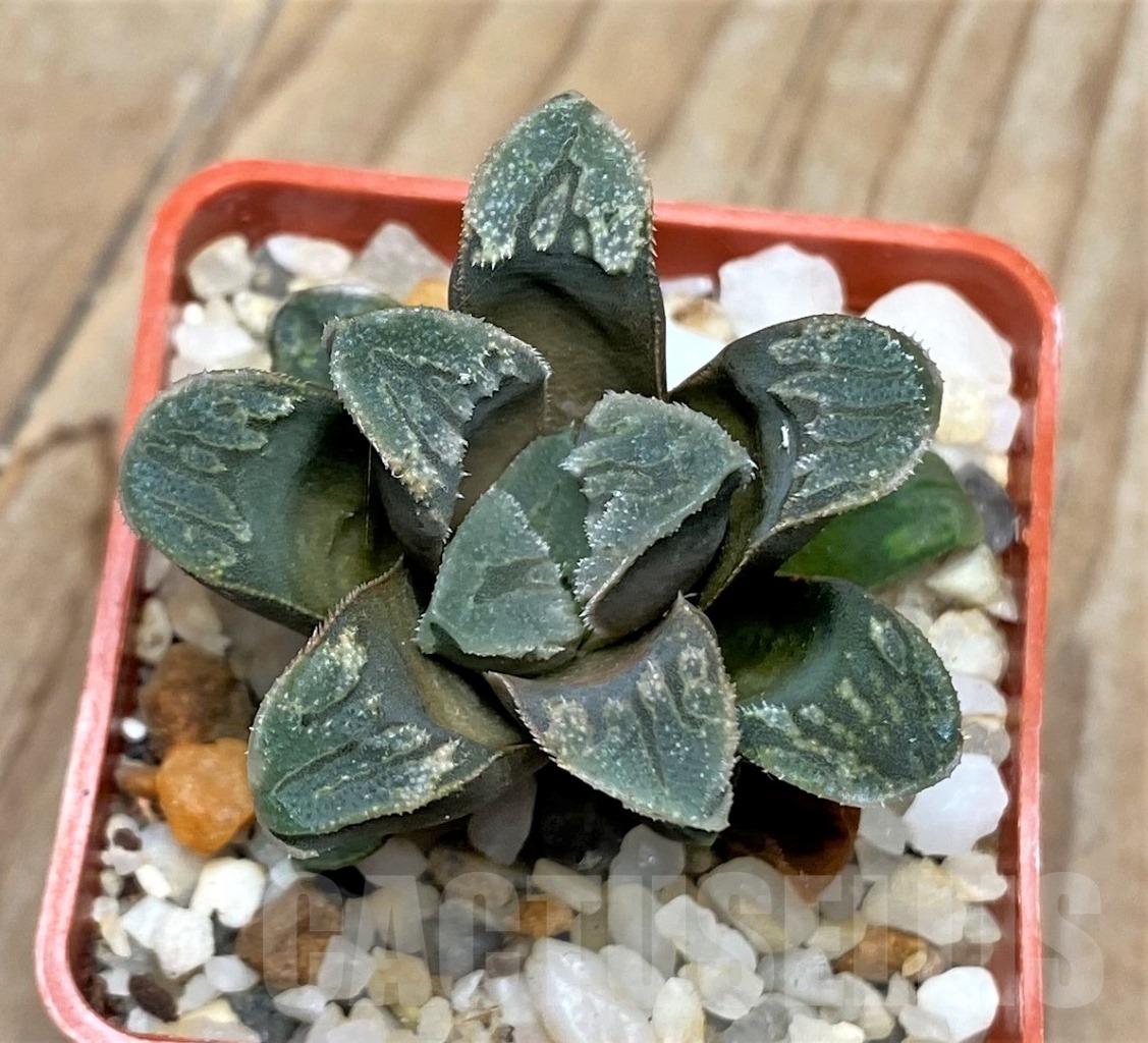 SHPR15118 Haworthia hybrid