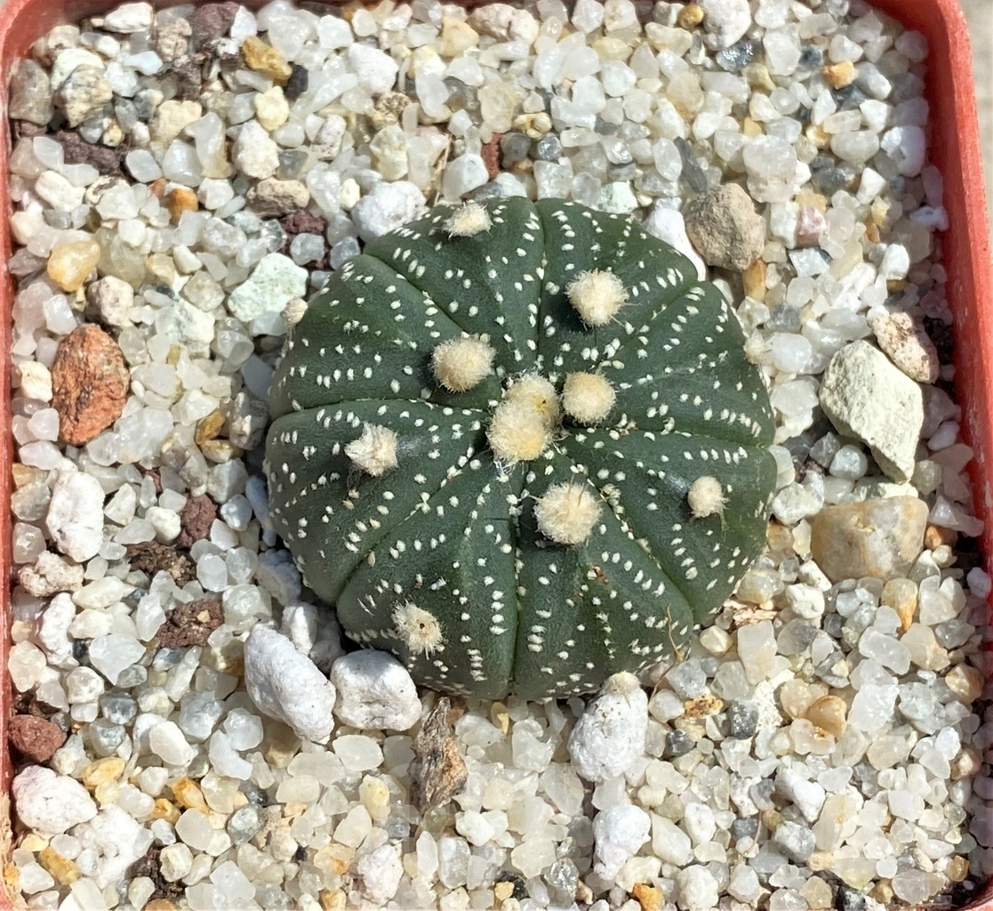 SHPR12577 Astrophytum asterias 'Ooibo' hybrid