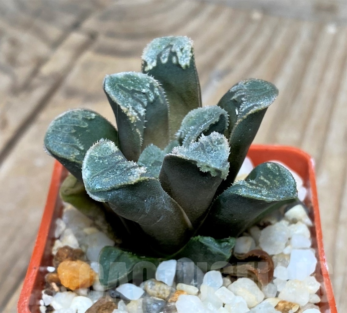 SHPR15118 Haworthia hybrid - Imagen 2