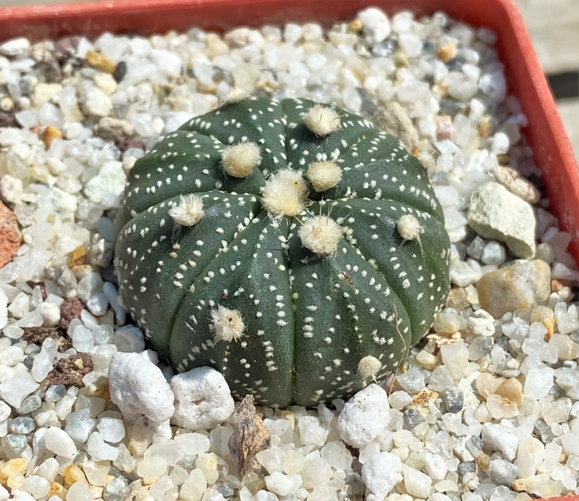 SHPR12577 Astrophytum asterias 'Ooibo' hybrid - Image 2