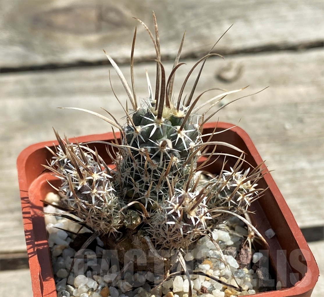 SHPR12578 Toumeya papyracantha SB 1914, grafted -near Belen, NM-
