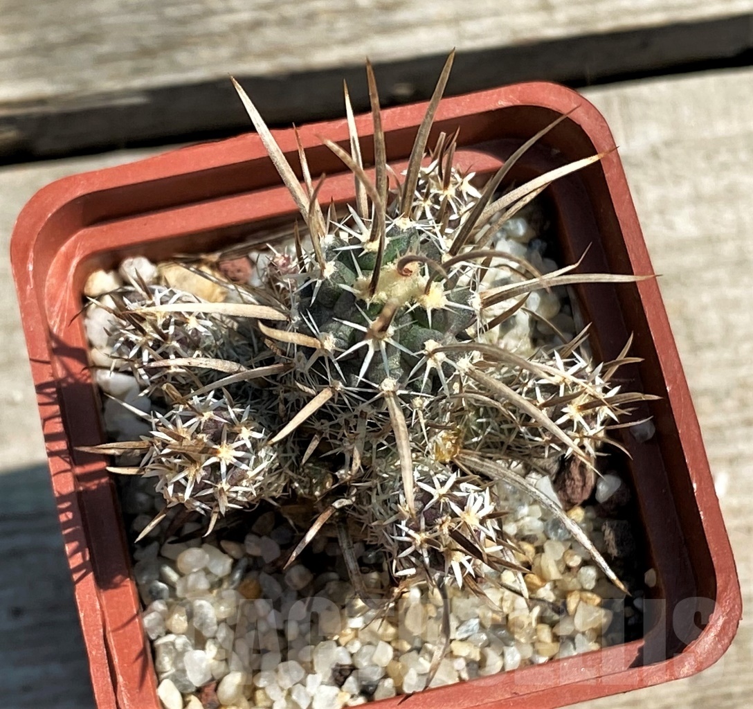 SHPR12578 Toumeya papyracantha SB 1914, grafted -near Belen, NM- - Image 2