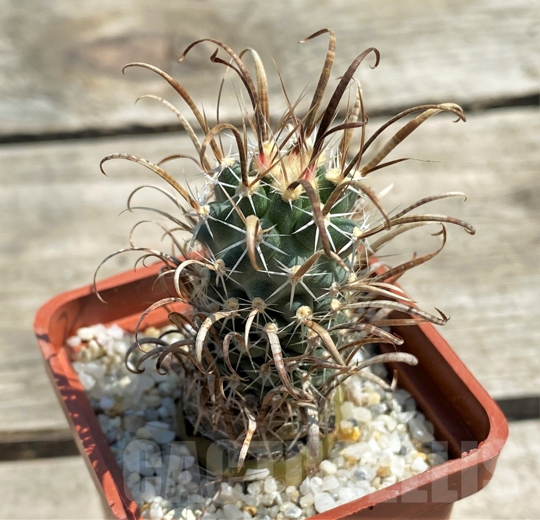 SHPR12579 Toumeya papyracantha FH 0800, grafted -Dry Salt Lake, Tx- - Image 2
