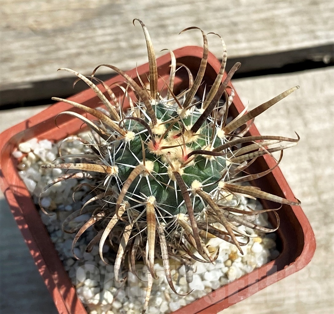 SHPR12579 Toumeya papyracantha FH 0800, grafted -Dry Salt Lake, Tx-