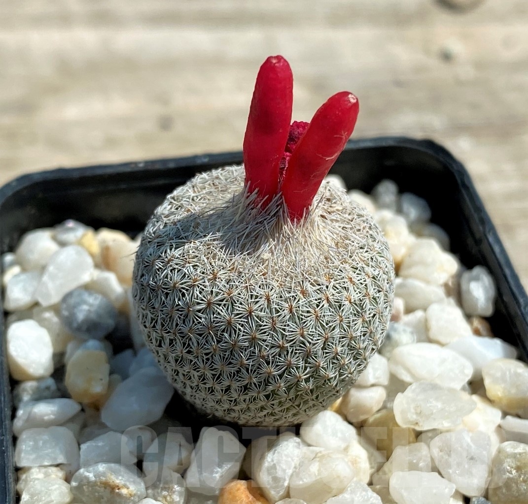 SHPR12580 Epithelantha micromeris PH 166