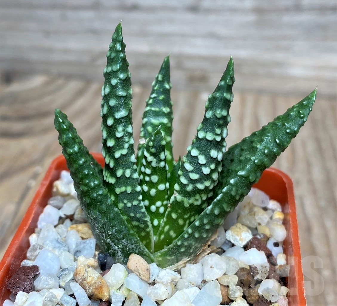 SHPR15123 Haworthia pumila 'Donut'