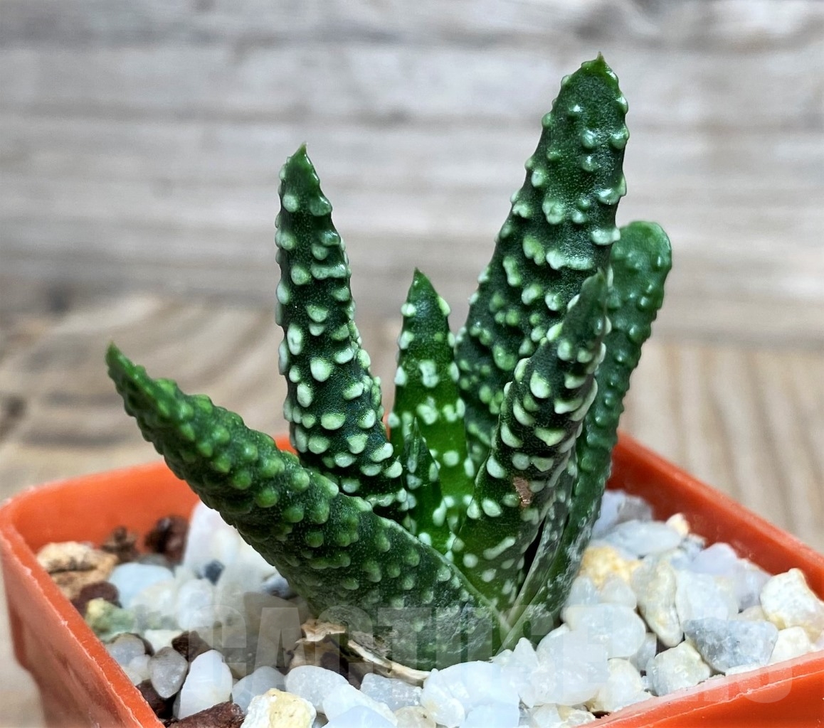 SHPR15123 Haworthia pumila 'Donut' - Image 2