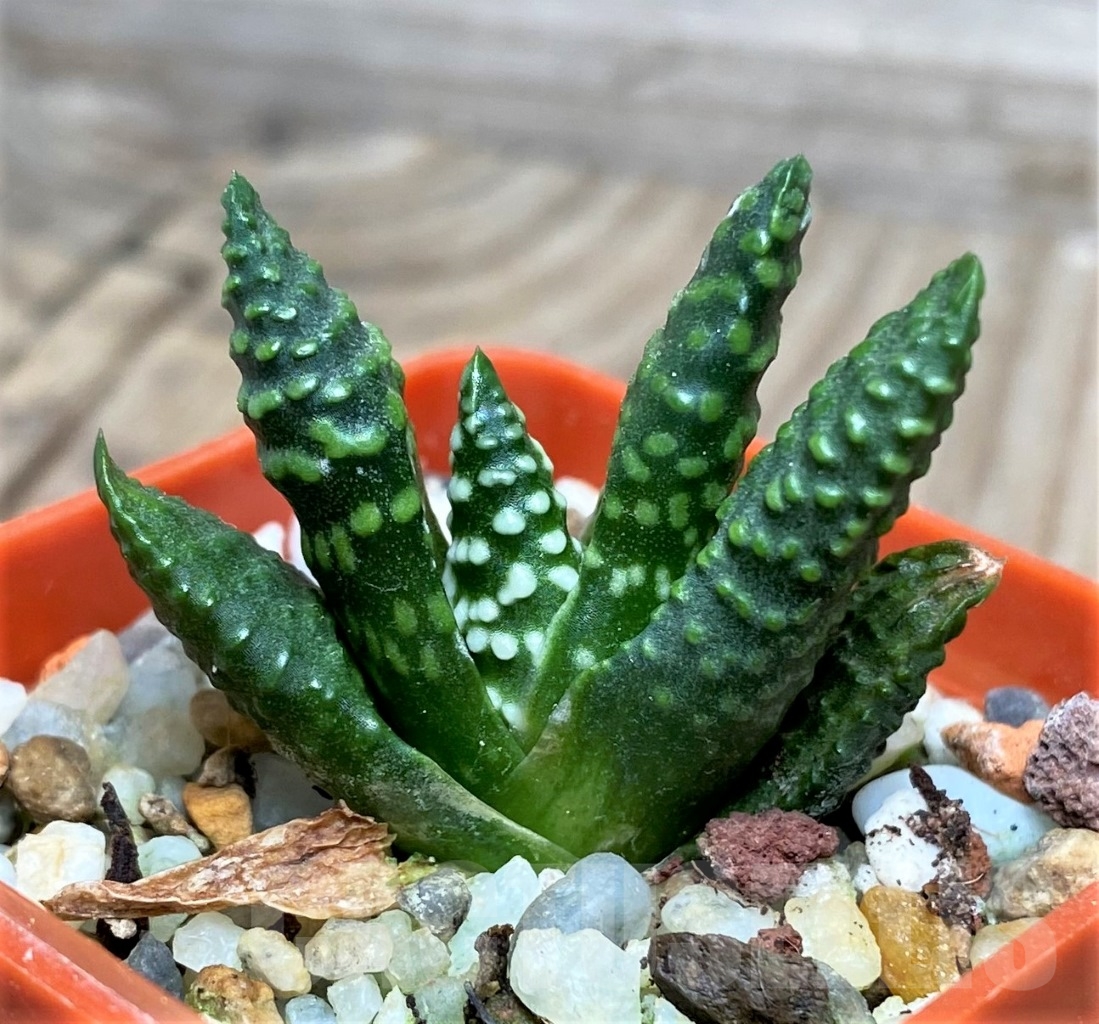 SHPR15124 Haworthia pumila 'Donut'