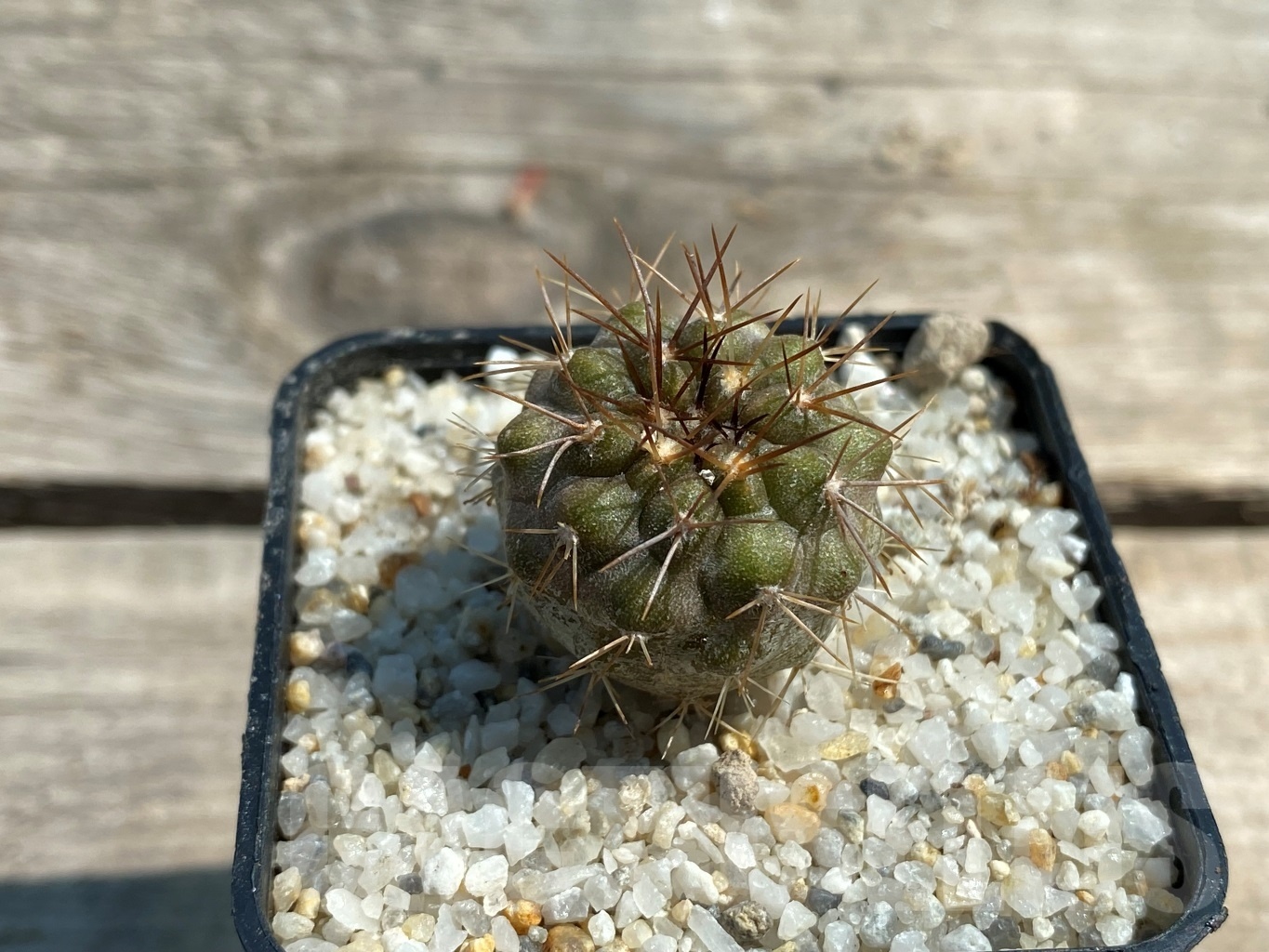 SHPR12585 Copiapoa cinerea KK 1424